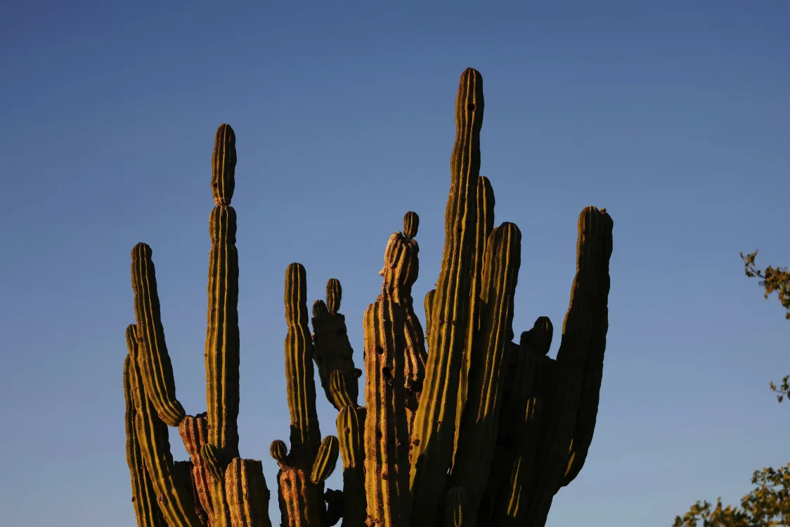 Photos by Josh Withers of Tasmania, Australia.