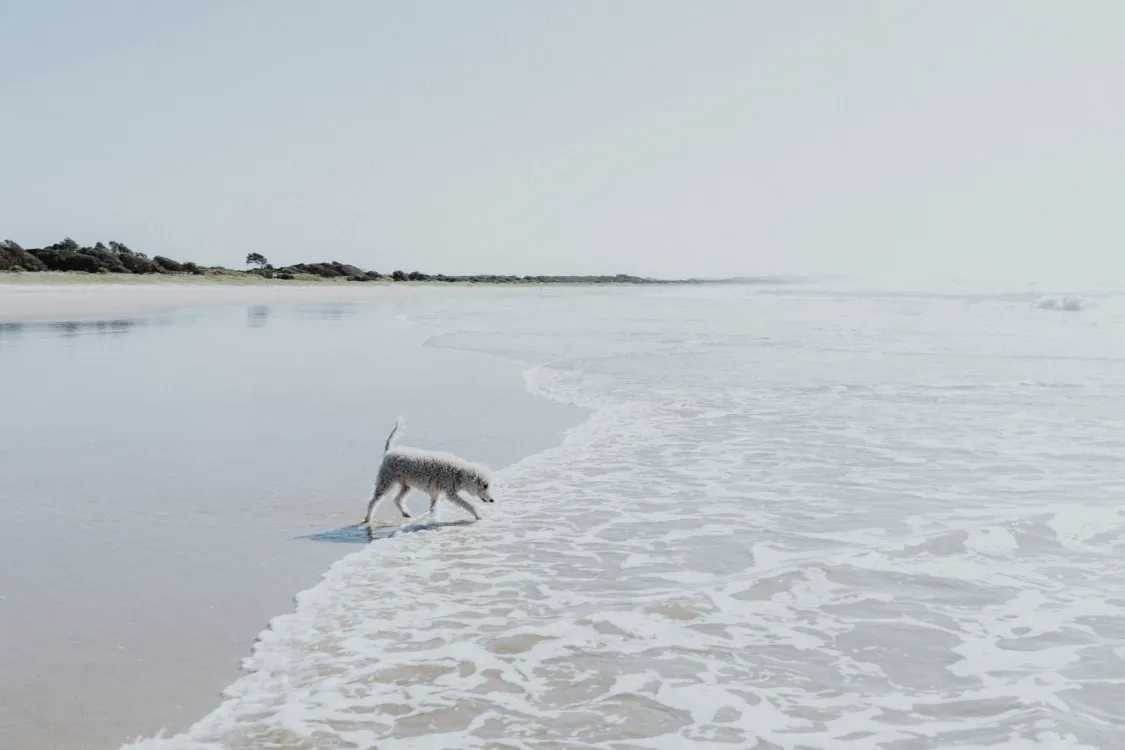 Photos by Josh Withers of Tasmania, Australia.