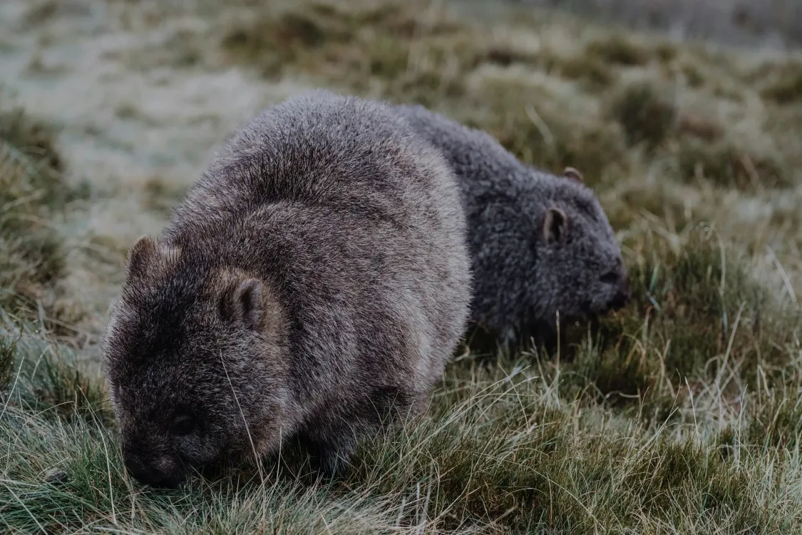 Photos by Josh Withers of Tasmania, Australia.