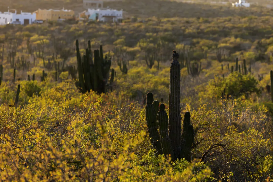 Photos by Josh Withers of Tasmania, Australia.