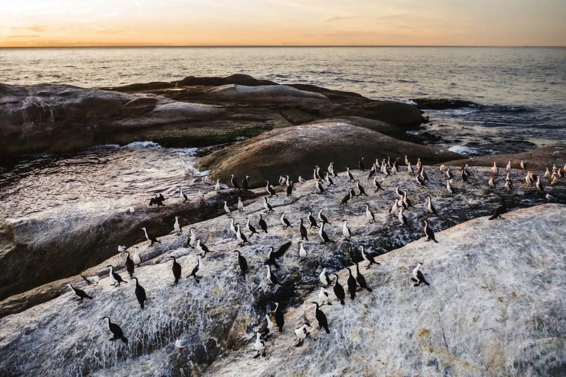 Photos by Josh Withers of Tasmania, Australia.