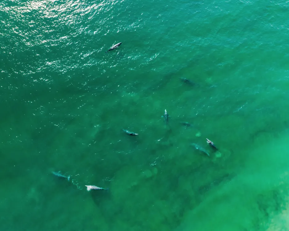 Photos by Josh Withers of Tasmania, Australia.