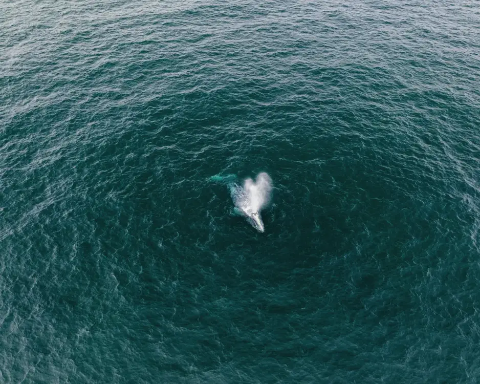 Photos by Josh Withers of Tasmania, Australia.