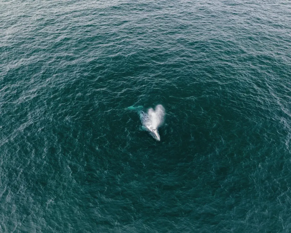 Photos by Josh Withers of Tasmania, Australia.