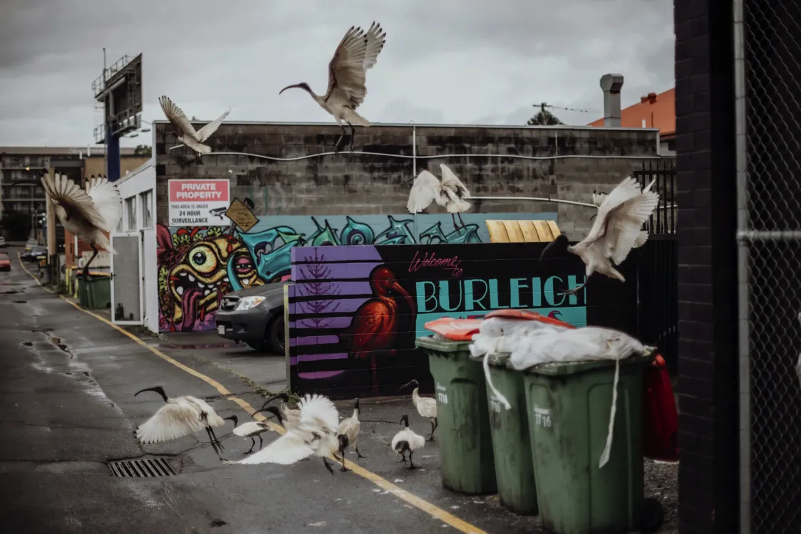 Photos by Josh Withers of Tasmania, Australia.