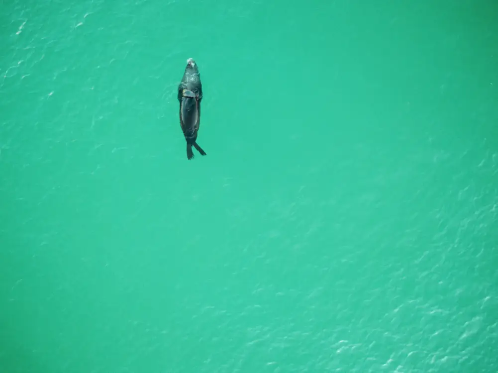 Photos by Josh Withers of Tasmania, Australia.