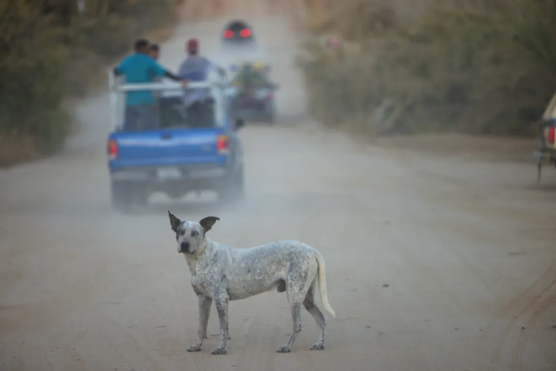 Photos by Josh Withers of Tasmania, Australia.